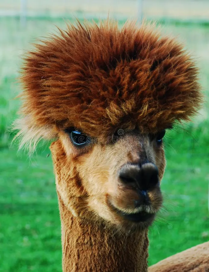brown-to-ginger alpaca, with a zoomer undercut hairstyle
