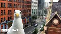 Wildman attacks members of the public with milk carton and mop for trying to free a seagull she'd caught in a sports bag