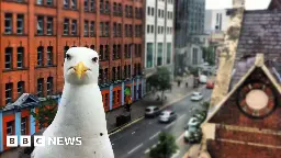 Woman facing assault charges after capturing seagull