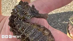 Seahorse find in Poole was one of biggest ever recorded - expert
