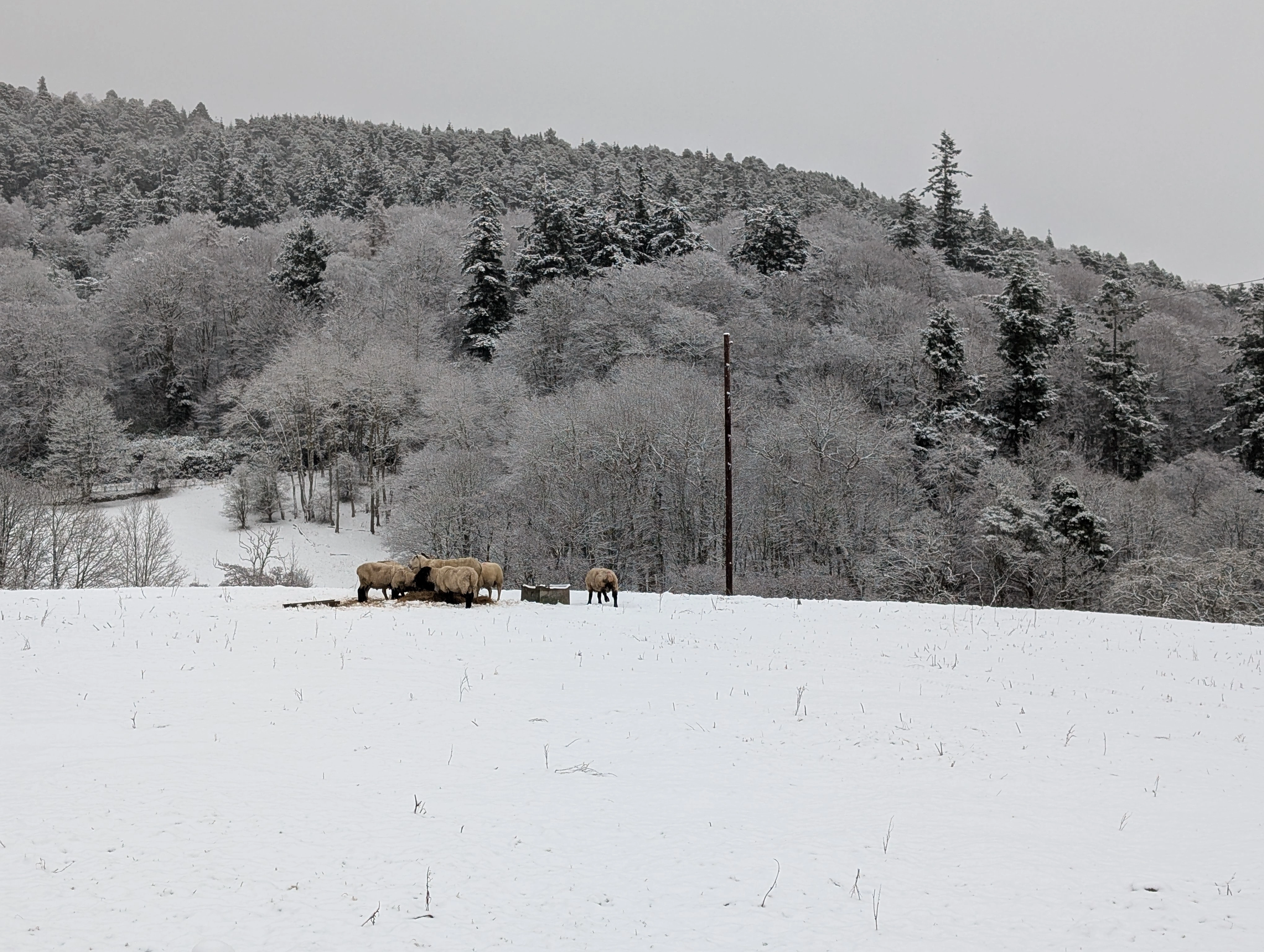 Sheep in the snow 