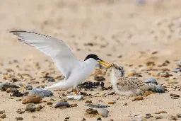 Islay Airport creates safe landing zone for Little Terns