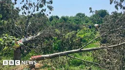 Bromley Council issues replanting order after illegal tree felling