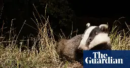 UK government overturns plans to phase out badger cull