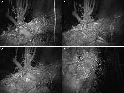 Team takes first-ever photos of the Vangunu giant rat