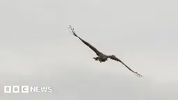 White-tailed eagles: Footage reveals 'miracle chick' in flight