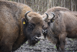 Ground-breaking wilding project reaches two-year milestone | Kent Wildlife Trust