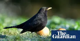 Blackbird numbers plummet in south of England amid potential spread of virus