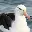 GreatAlbatross