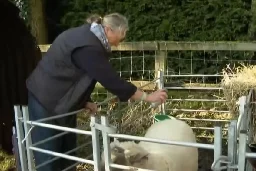 Watch: British farmers using Axe body spray to keep rams from fighting - UPI.com