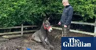 Shropshire firefighters rescue ‘one donkey, stuck in storm drain’