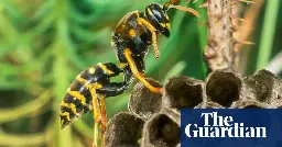 Ouch! Yes, wasps sting, but they are as important to gardens as honeybees