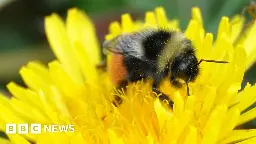 Shropshire meadows' revival sees rare bumblebee numbers on rise
