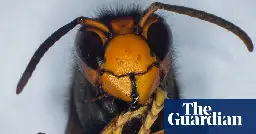 Asian hornet likely to have become established in UK, say experts