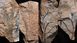 390 million-year-old fossilized forest is the oldest ever discovered