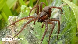 Chester Zoo: Giant spiders released by zoo have record mating season