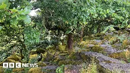 Work to begin on Dartmoor's Wistman's Wood expansion