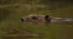 Research backs beavers in fight against flooding and droughts | Devon Wildlife Trust