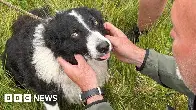 Cwmdare: Dog freed from hillside hole after seven hour ordeal