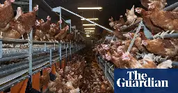 Overhaul poultry farming to tackle spread of bird flu, urge campaigners