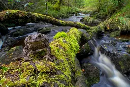 UK misses deadline to submit nature pledge ahead of UN COP16 biodiversity summit - Carbon Brief