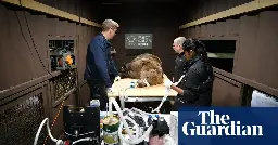 Brown bear in Kent recovering well after UK-first brain surgery