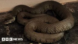 Snakes force Ceredigion Covid vaccination centre to shut