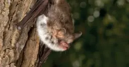 Our strategy to help bats and people thrive together - News - Bat Conservation Trust