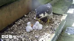 Four peregrine falcon chicks hatch at cathedral