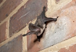 Developer fined for breaching conditions of bat licence