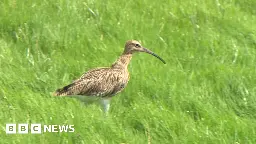 Curlews released on Dartmoor in bid to boost numbers