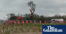 Ancient pear tree comes back to life after being felled to make way for HS2