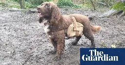 Backpack-wearing dogs enlisted to rewild urban nature reserve in Lewes