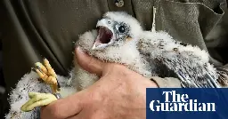 ‘I’ve known some of these peregrines for 15 years’: protecting Scotland’s raptors – in pictures