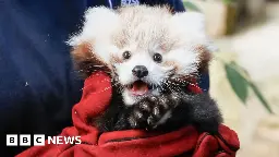 Baby red panda dies from firework stress, says Edinburgh Zoo - BBC News