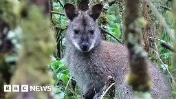 Isle of Man marshlands 'almost perfect wallaby habitat'