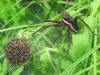 Giant spiders the size of rats making a comeback in UK