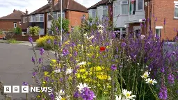 Wildflower meadows explode into colour in Leeds street