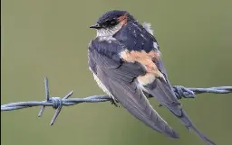 Eastern Red-rumped Swallow set to be added to British list