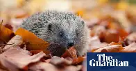 UK hedgehog sightings on the rise after years of decline, survey finds