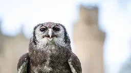 Ernie the owl retiring after being a hoot at Warwick Castle for three decades