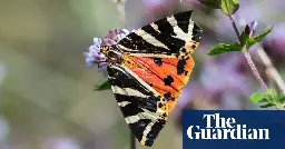 Specieswatch: Jersey tiger moth heads north as climate heats up