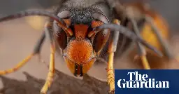 Sharp rise in Asian hornet sightings in UK causes alarm