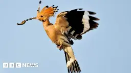 'Stunning' rare bird spotted at Foulridge reservoir