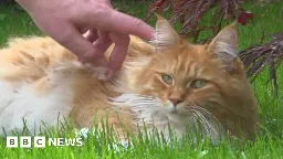 Flintshire cat burglar caught red handed after crime spree