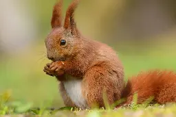 The National Trust for Scotland shares top five animals to spot in springtime