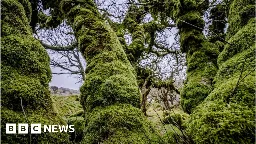 Wistman's Wood: Ancient Dartmoor woodland to double in size