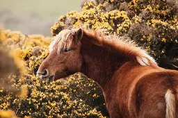 Petition launched to save Dartmoor ponies from ‘extinction’ after DEFRA further restricts commoners