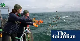 Oysters doing well in Firth of Forth after reintroduction, say experts