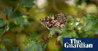 Rare moth found in Cambridgeshire orchard threatened by busway plan